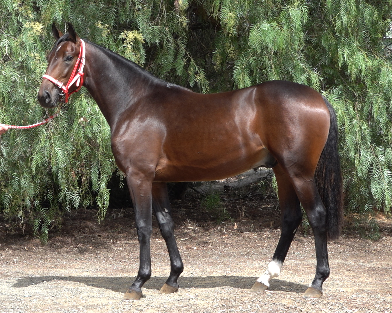 YEARLING22-166-c22ad8bc-0cc7-4a28-b1fd-c3b2e5f8352e