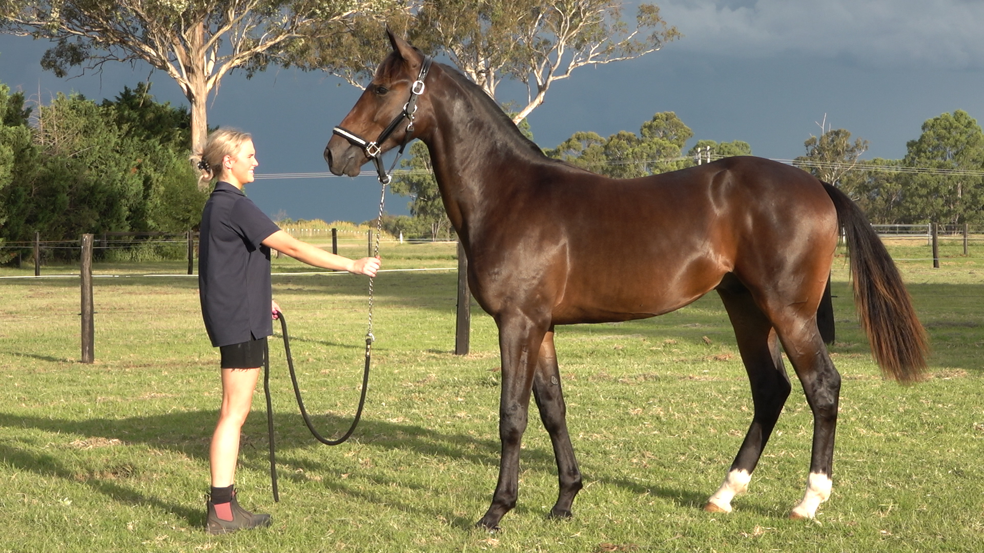 Lot 207a – BETTING LINE USA x ONEDINS POCKETGIRL NZ