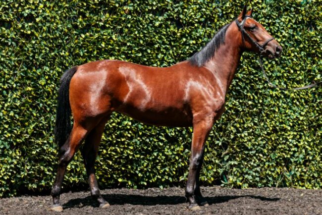 LOT 102 Sydney